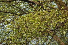 Antiaris toxicaria